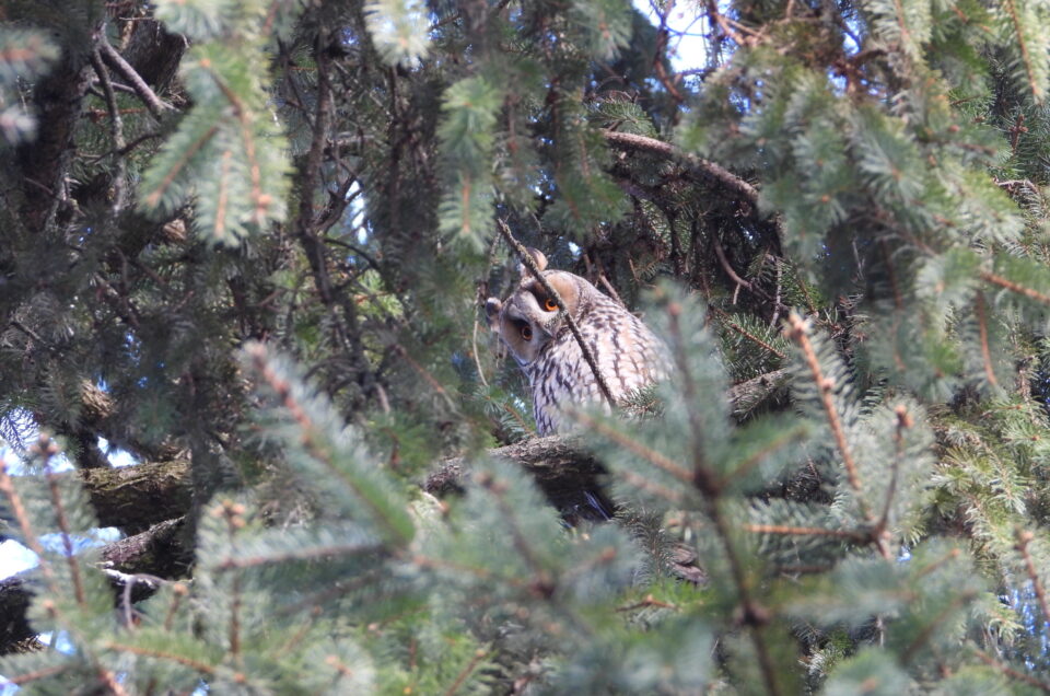 Beyond the Blog: Join the Alectoris Birding Community!