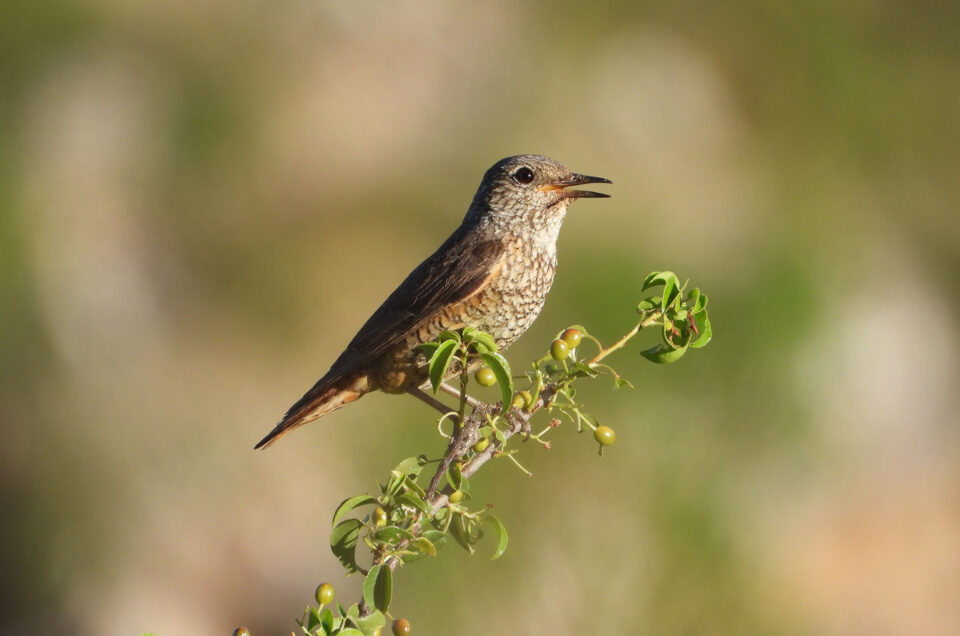 Croatia Birding in late June