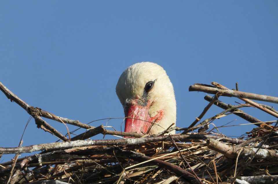 Croatia Birding in May