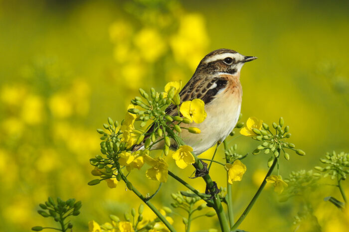 Spring Birding in Dalmatia