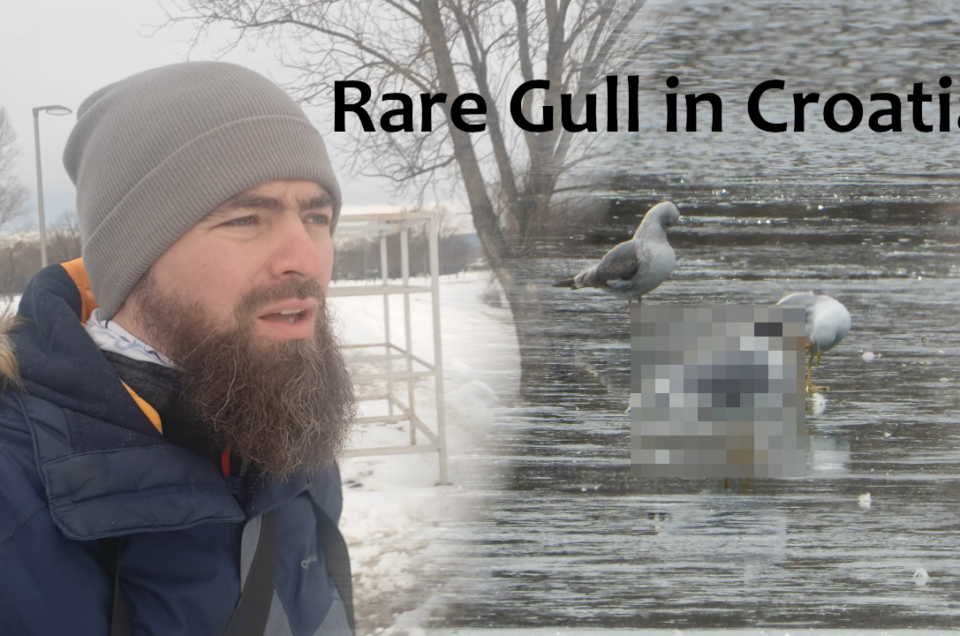 New YouTube video is out - Finding a RARE Gull in Croatia!