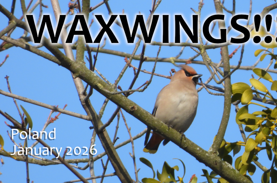 I Found Bohemian Waxwings This Weekend!